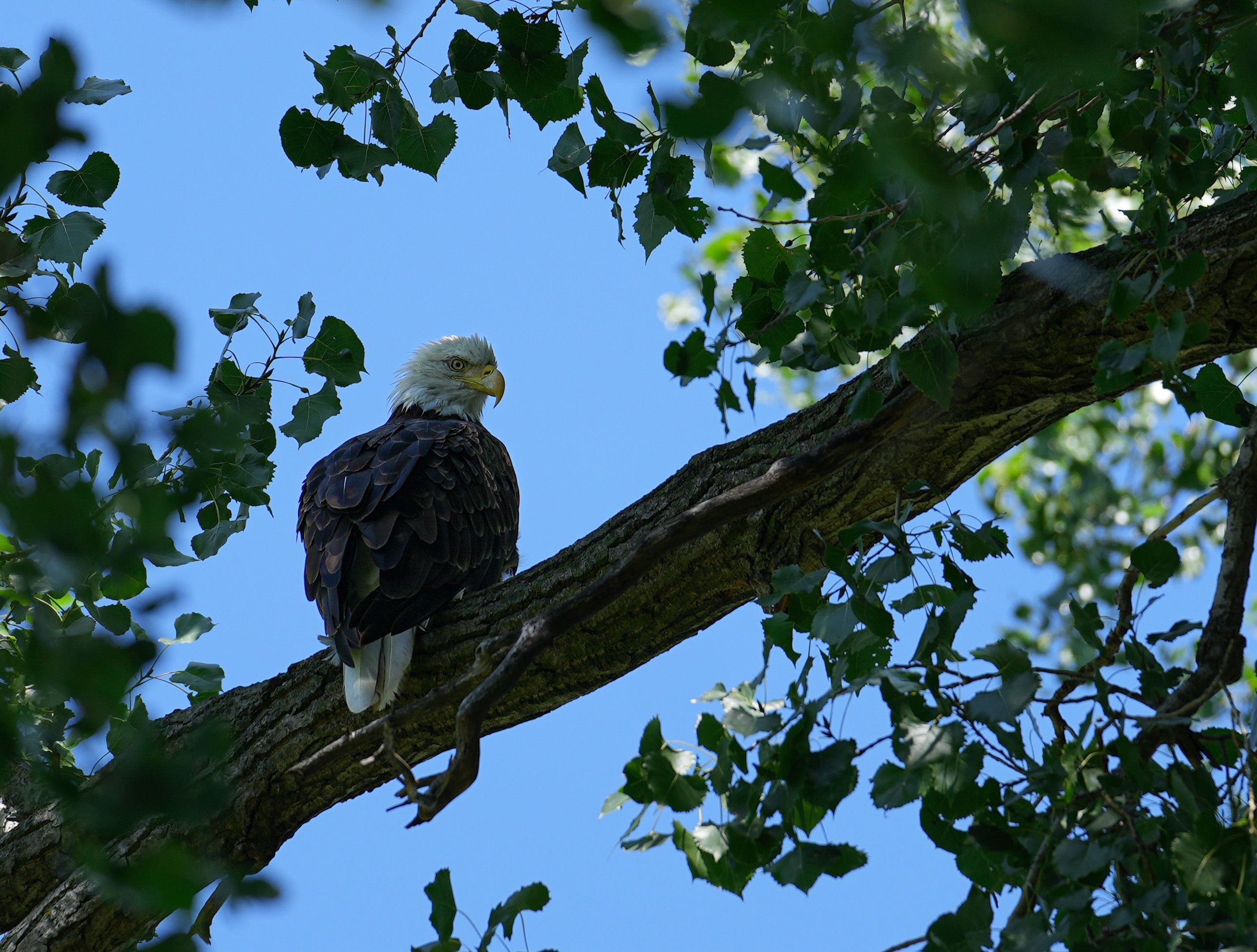Bald Eagles, steele sports, johnnie phillips, birding