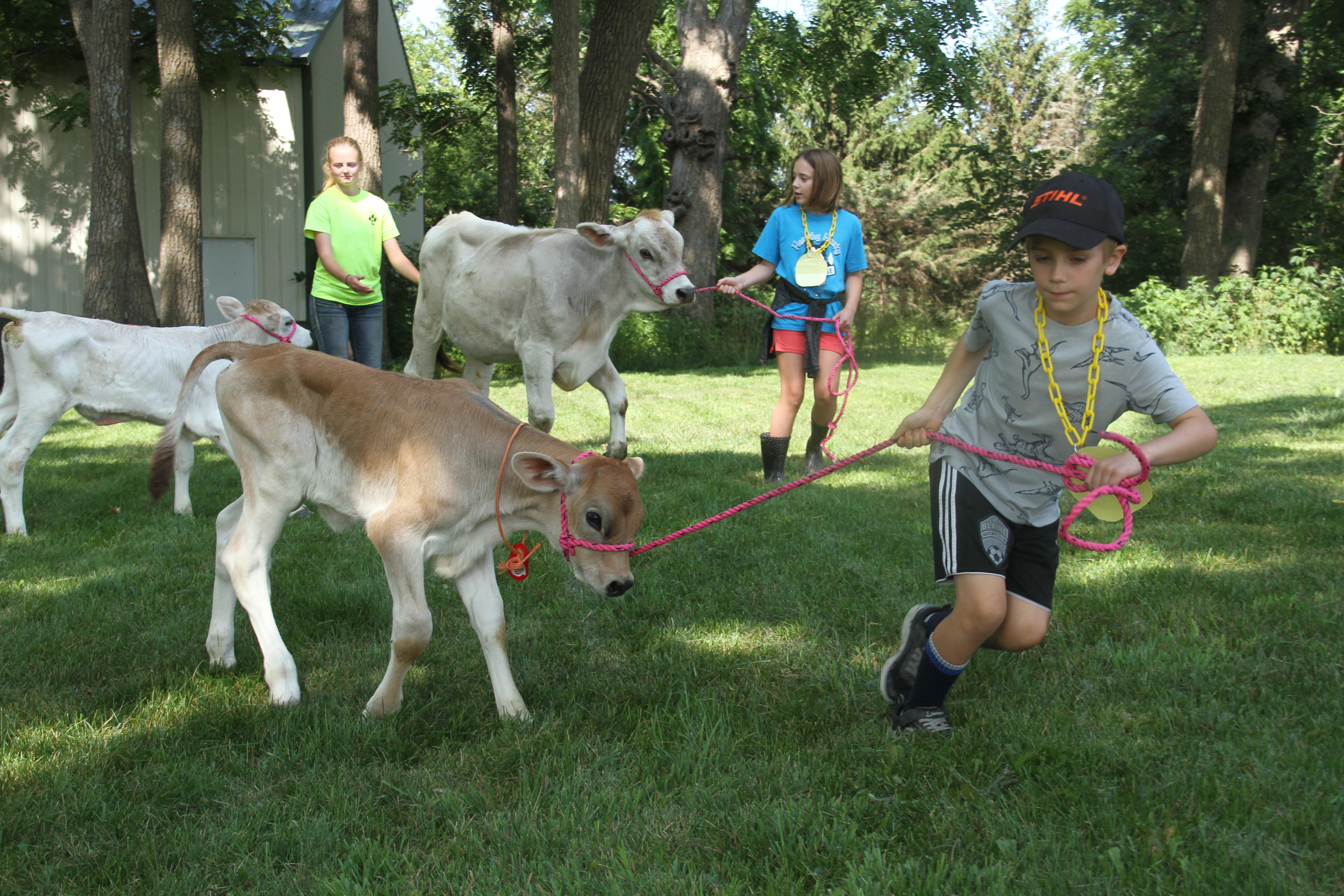 Cow camp, Henry Orchard, Opal Flohrs
