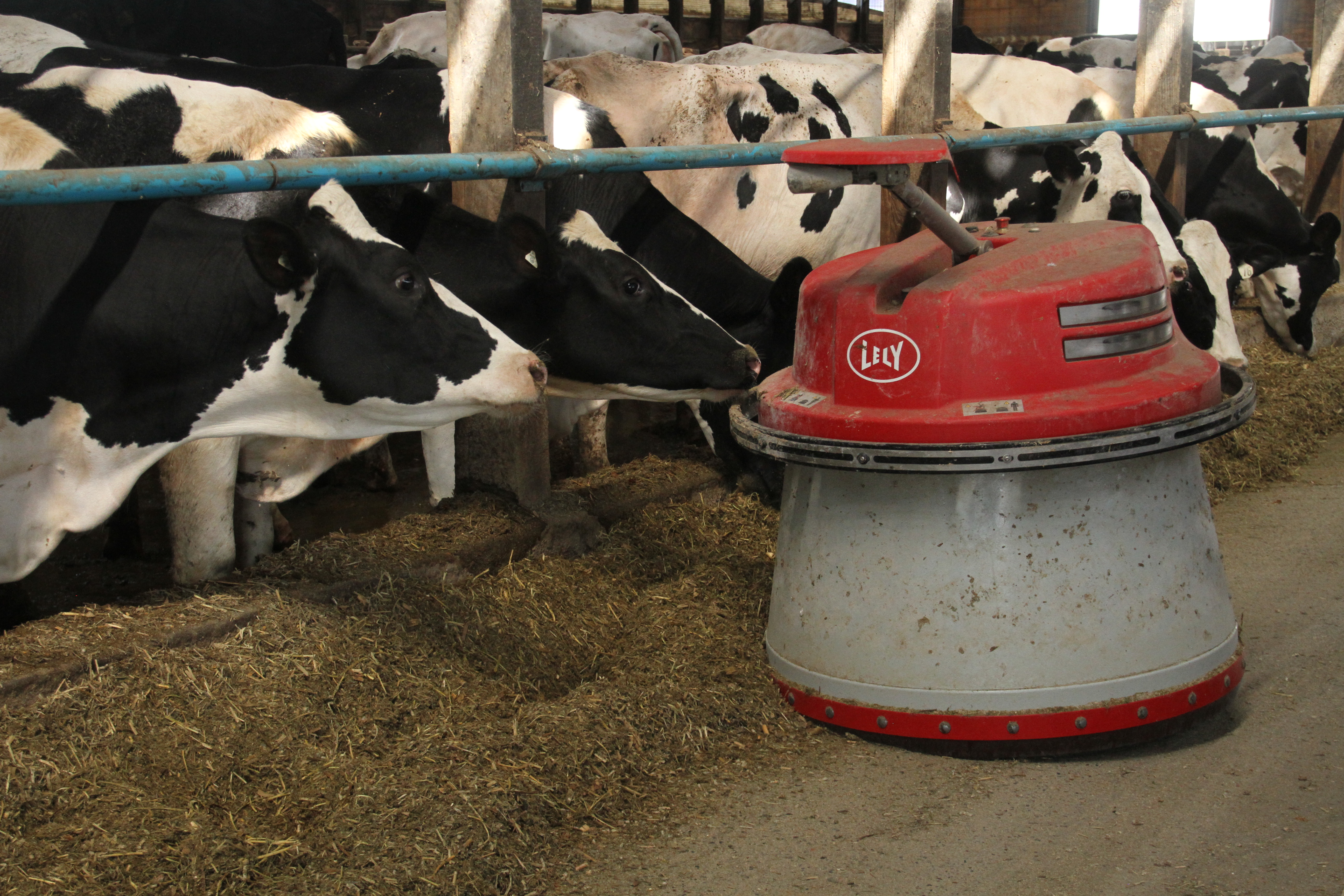 robot, cows, dairy kashome, medford